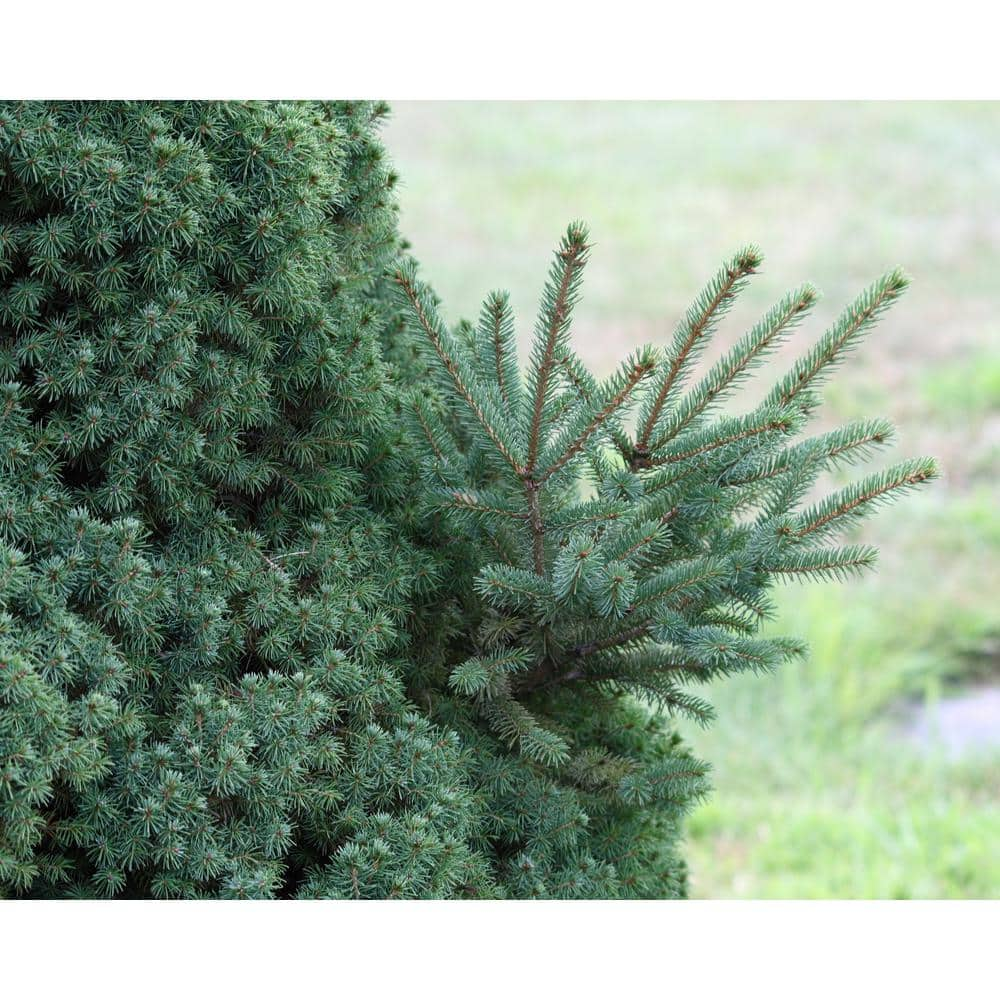 Online Orchards 1 Gal. Dwarf Alberta Spruce Shrub Aromatic and Soft Evergreen Foliage Almost no Maintenance Required CFSP001