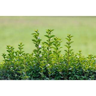 BELL NURSERY 3 Gal. California Privet (Ligustrum) Flowering Live Shrub with White Flowers LIGUS3OVA1PK