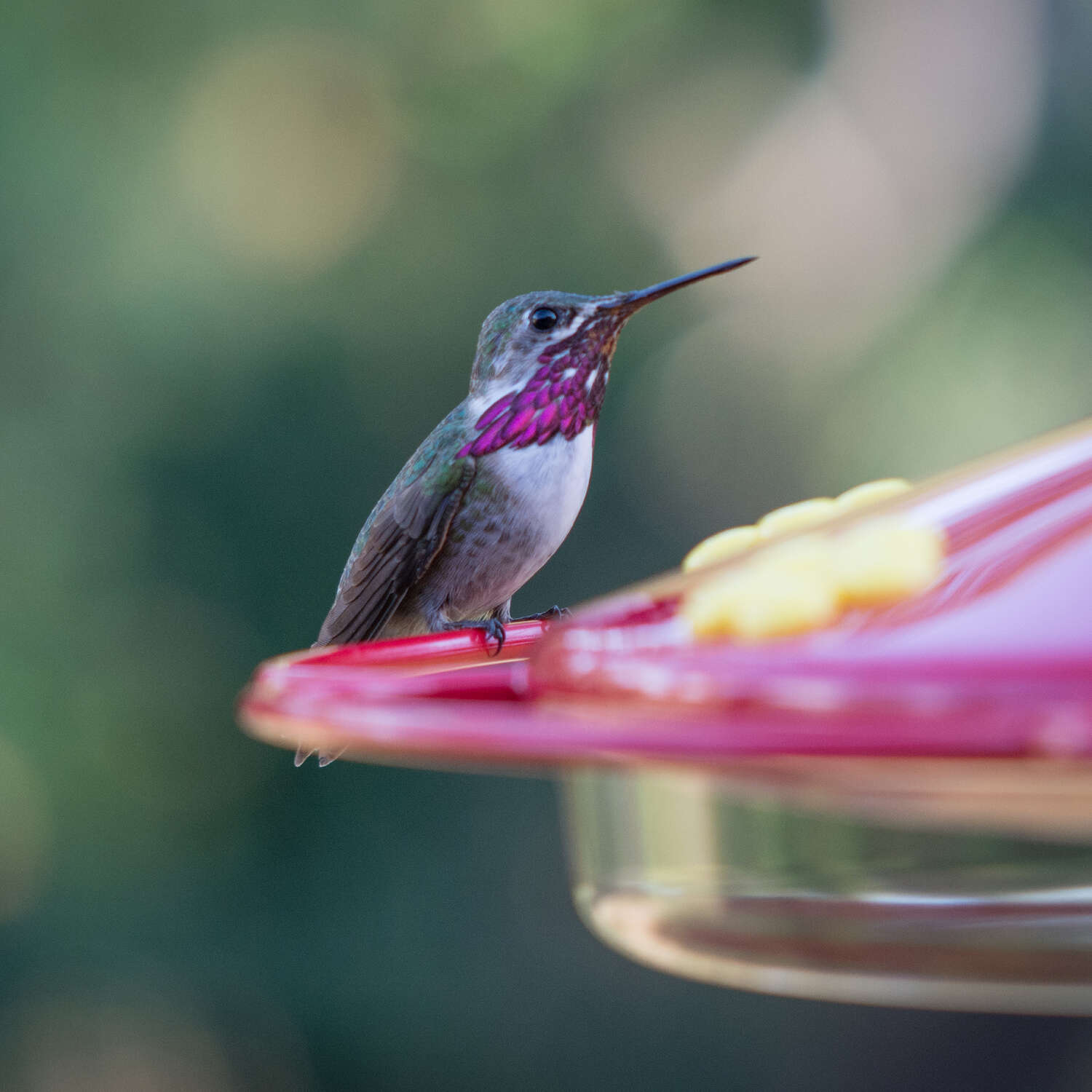 Perky-Pet Hummingbird 16 oz Plastic Dish Nectar Feeder 6 ports