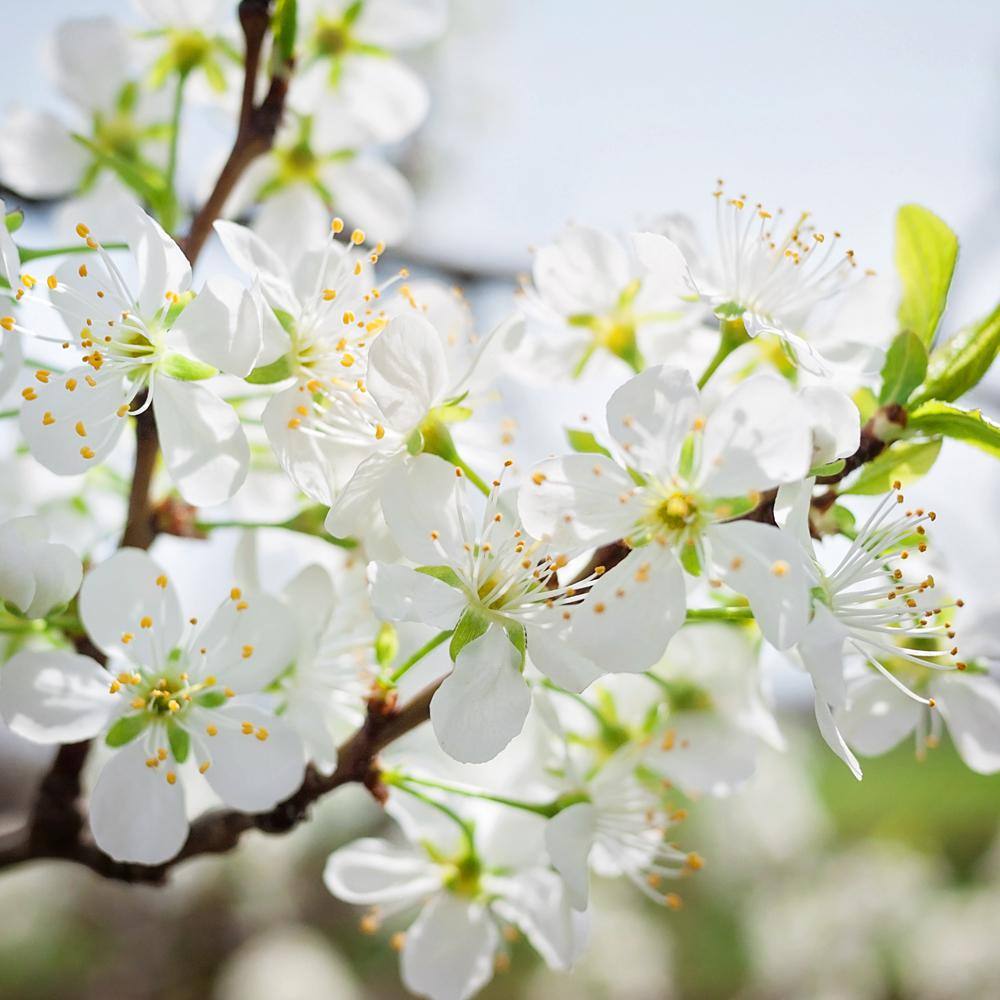 Methley Plum Fruit Tree PLUMET05G