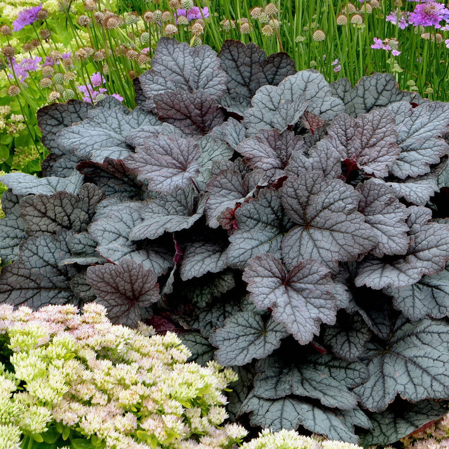 Twilight Heucherella 'Foamy Bells' (2.5 Quart) Flowering Deciduous Perennial with Velvety Charcoal-Gray Foliage - Part Sun to Shade Live Outdoor Plant - Southern Living Plant Collection