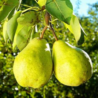 5 Gal. Flordahome Pear Tree PEAFLO05G