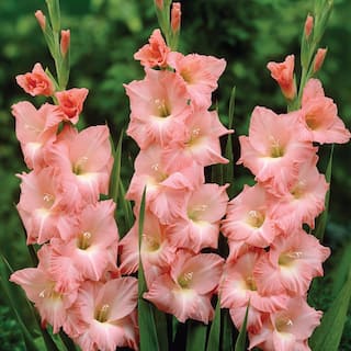 VAN ZYVERDEN Gladiolus Large Flowering Rose  (Set  of 12 Bulbs) 84508