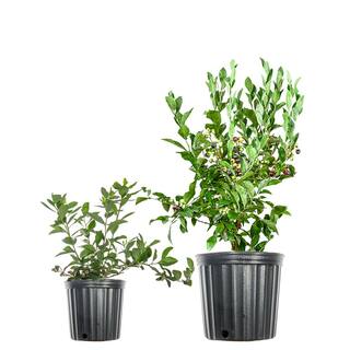 1 Gal. Cross Pollinating Blueberry Plants Pack (3-Pack) THD00613