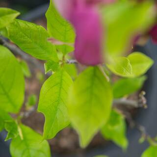 Perfect Plants 1 Gal. Jane Japanese Magnolia Tree in Grower's Pot THD00561