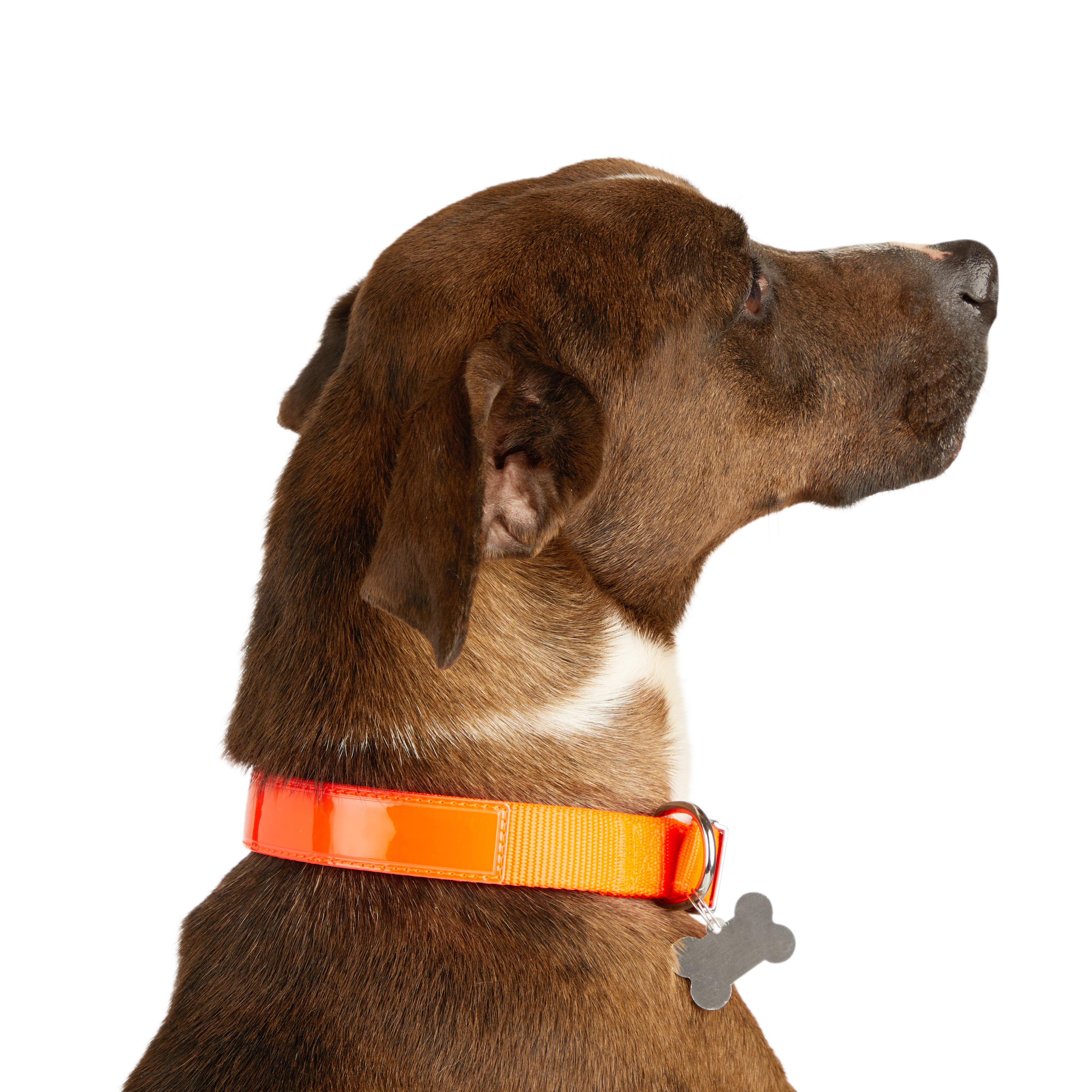 YOULY Bright Orange Reflective Dog Collar， Medium