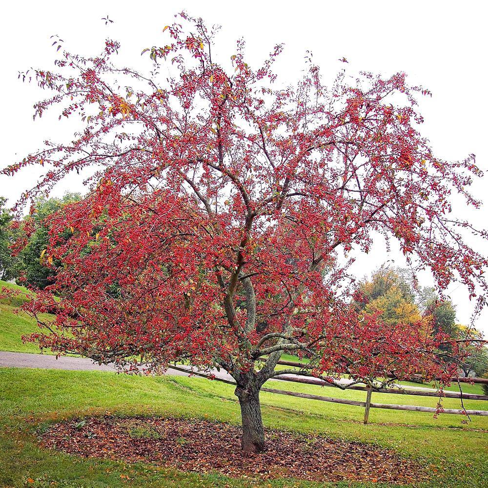 1 Gal. Centurion Crabapple Tree with Pink Blossoms CRACEN01G