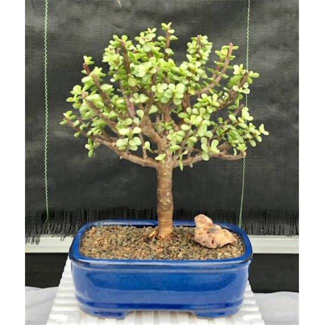 Bonsai Boy of New York e2692 Portulacaria Afra Variegata Aged and Variegated Baby Jade Bonsai Treeand#44; Large