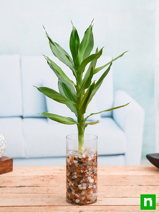 30 cm Lotus Lucky Bamboo Plant in a Glass Vase with Pebbles