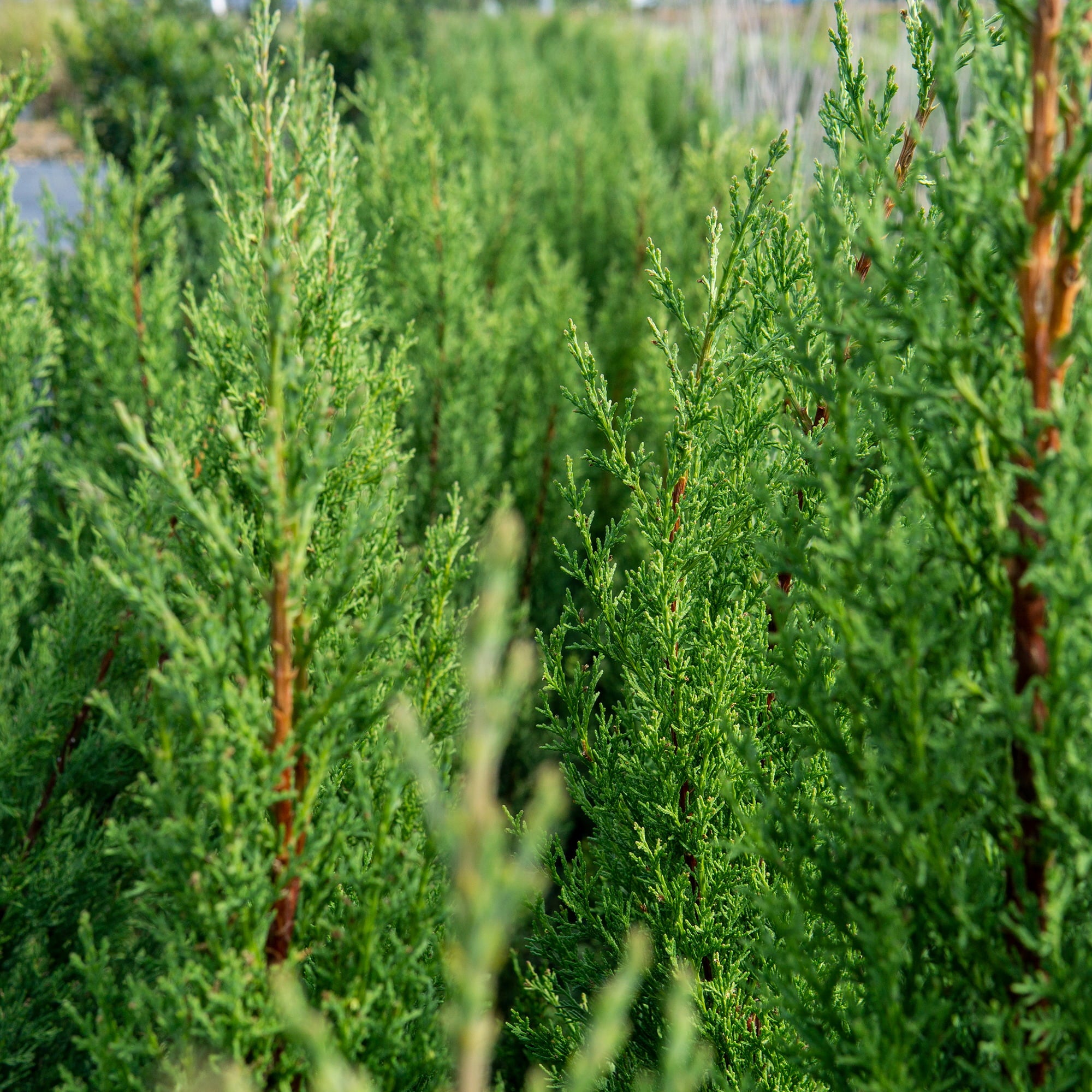 2-3ft Italian Cypress - Evergreen - Drought Tolerant