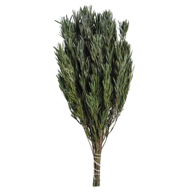 Green Salignum Male Includes 6 7 Oz Per Bundle Dried