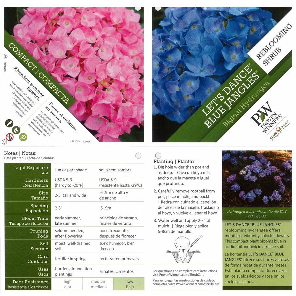 PROVEN WINNERS 4.5 in. Qt. Let's Dance Blue Jangles Reblooming Hydrangea Live Shrub Blue or Pink Flowers HYDPRC2527800