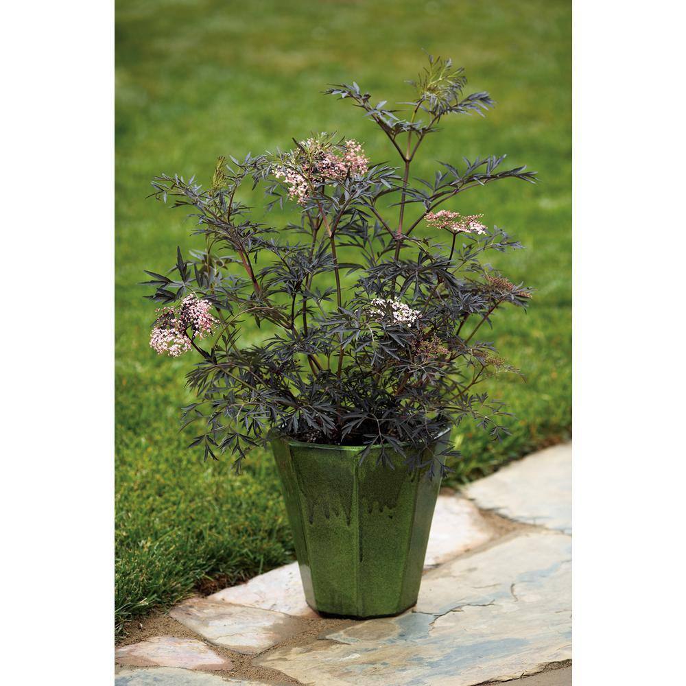 PROVEN WINNERS 4.5 in. Qt. Black Lace Elderberry (Sambucus) Live Shrub Pink Flowers SAMPRC1027800