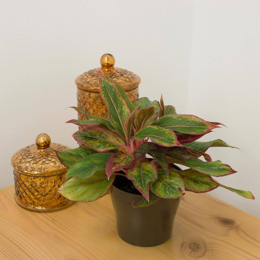 Costa Farms Aglaonema Creta Indoor Plant in 6 in. Grower Pot Avg. Shipping Height 1-2 ft. Tall 6AGCRETA