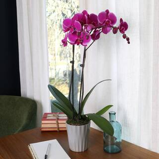 Just Add Ice Premium Orchid (Phalaenopsis) Purple Plant in 5 in. Grey Ceramic Pottery J5012