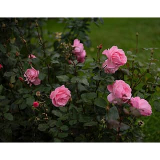 BELL NURSERY 3 Gal. Queen Elizabeth Live Rose Plant with Pink Flower (1-Pack) ROSE3QELIZ1PK