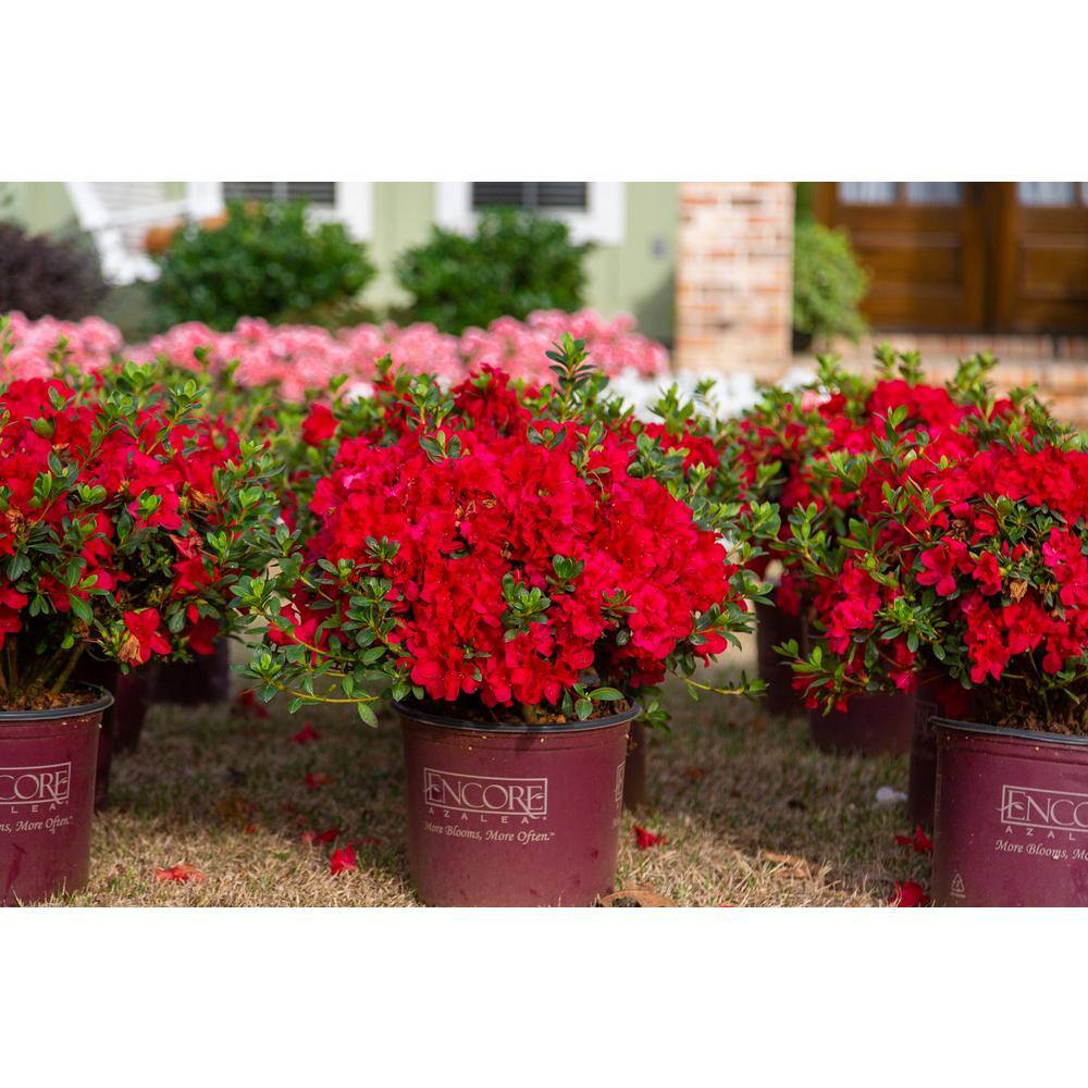 ENCORE AZALEA 3 Gal. Autumn Fire Shrub with True Red Reblooming Flowers 80543