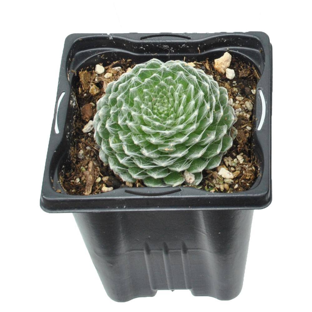 Perennial Assorted Sempervivum Succulent (Hens and Chicks) 1.0 Qt. 1041