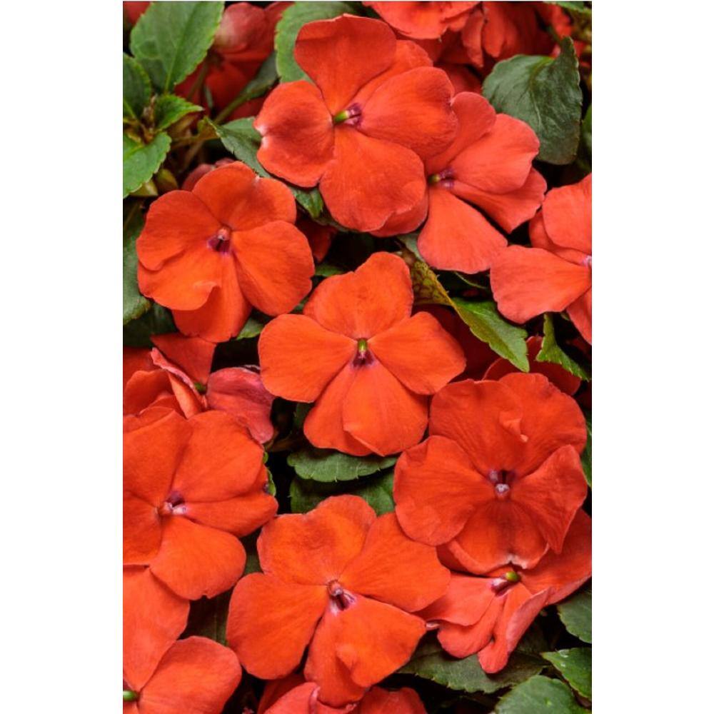 PROVEN WINNERS 4.25 in. Eco+Grande Soprano Orange (Impatiens) Live Plant Orange Flowers (4-Pack) IMPPRW1367504