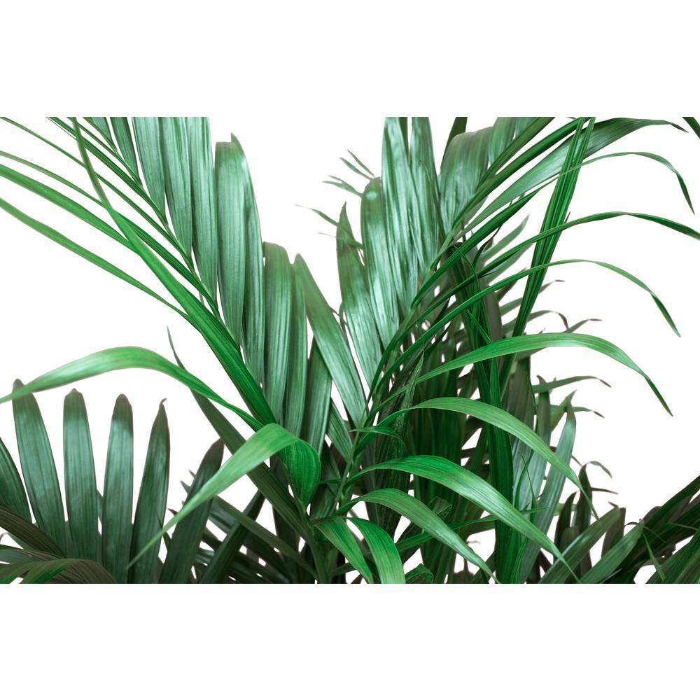 Costa Farms Cateracterum Indoor Palm (Cat Palm) in 9.25 in. Grower Pot Avg. Shipping Height 3-4 ft. Tall 10CAT