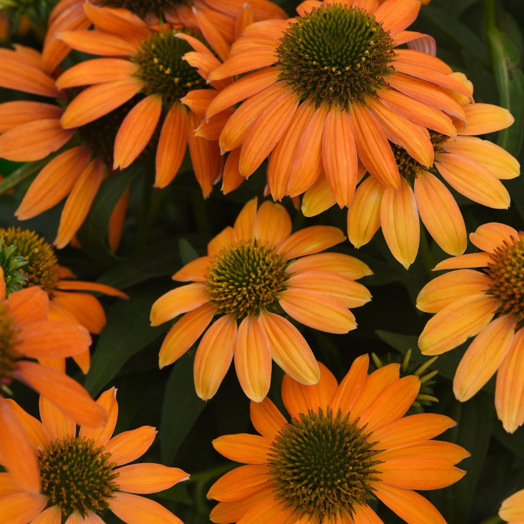 3.25 In. Echinacea Artisan™ coneflowers soft orange plant - 3 Piece