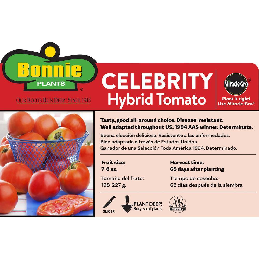 Bonnie Plants 1.19 qt. Celebrity Tomato Plant (6-Pack) 0219