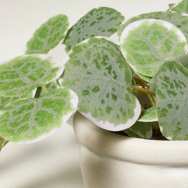 Mini Faux Variegated String Of Hearts Plant