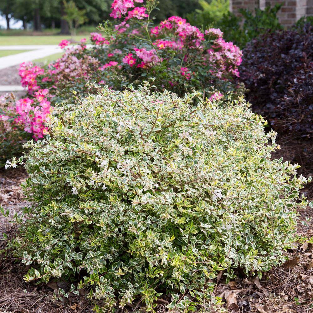 SOUTHERN LIVING 2 Gal. Miss Lemon Abelia Plant with Bright Variegated Yellow Foliage 14401