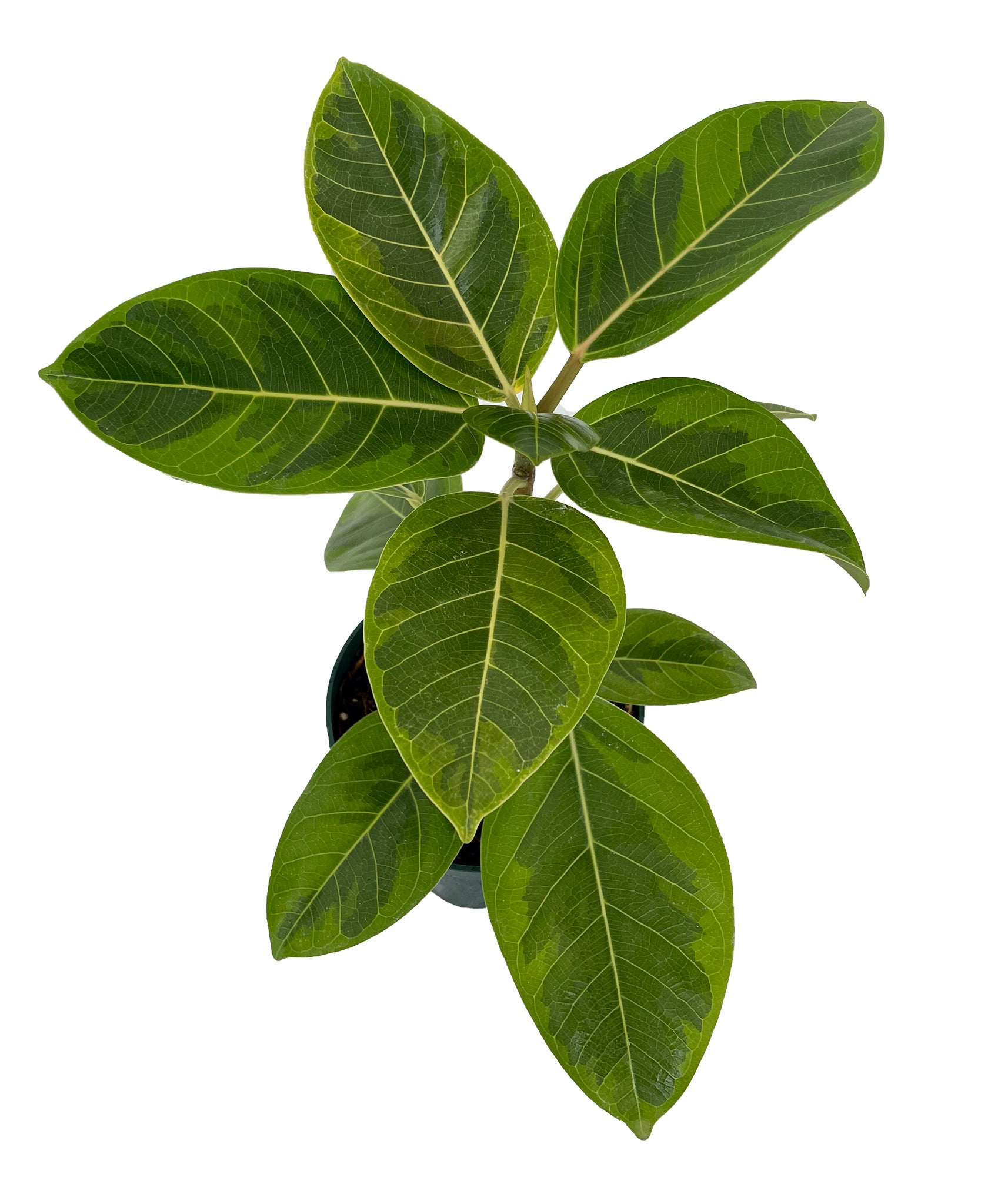 Golden Gem Rubber Tree Plant - Ficus altissima - 6