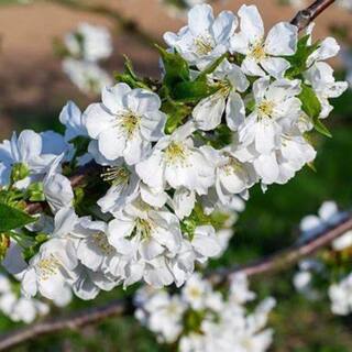 5 gal. Lapins Cherry Tree CHELAP05G