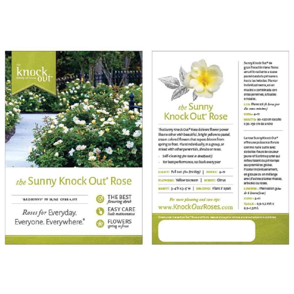 KNOCK OUT Dormant Bareroot Sunny Knock Out Own Root Rose Bush with Yellow Flowers 93209