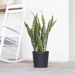 United Nursery Live Sansevieiria Laurentii Indoor Snake Plant in 9.25 inch Grower Pot 21917