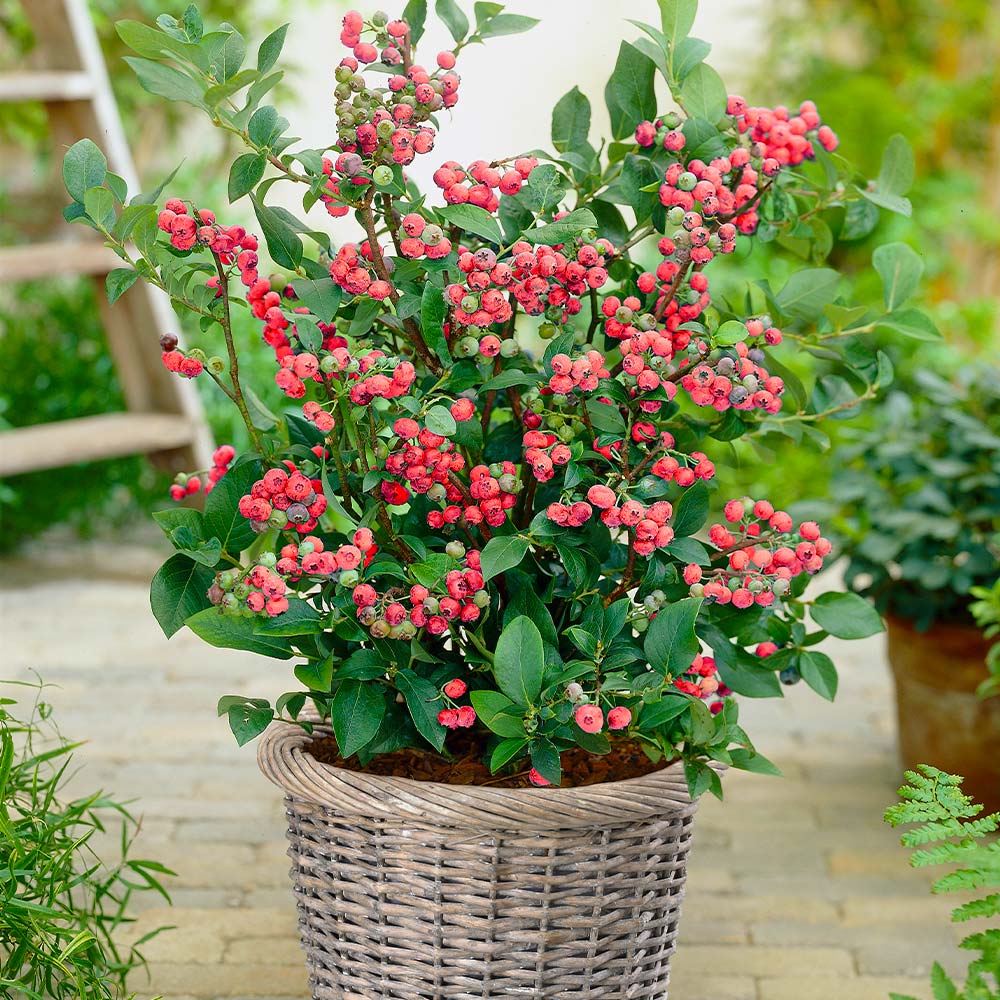 Pink Lemonade Blueberry Bush