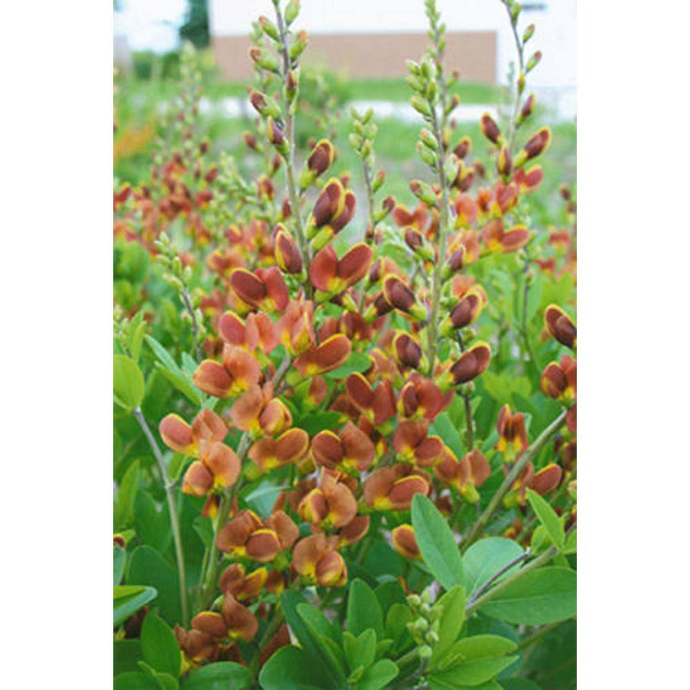 PROVEN WINNERS 3 Gal. Cherries Jubilee Baptisia Live Perennial Plant (1-Pack) BAPTI3CHJ1PK