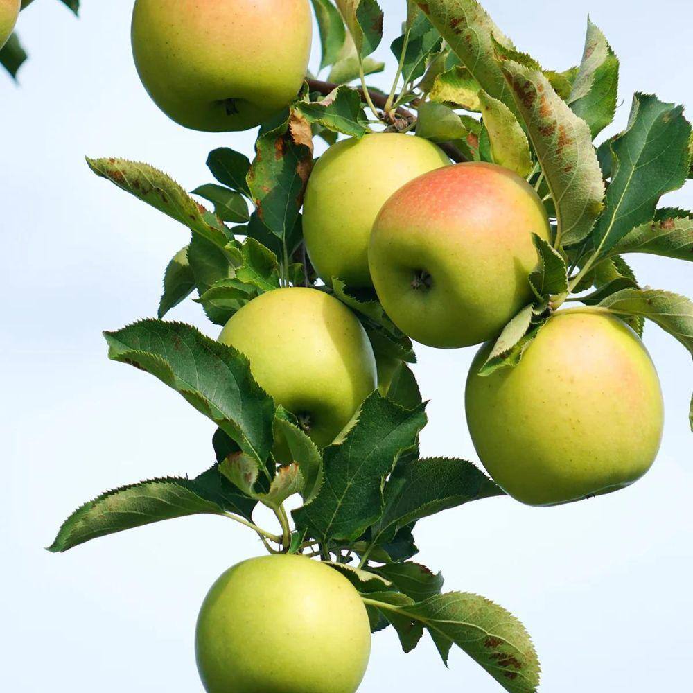 5 gal. Gold Rush Apple Tree APPGRU05GSL