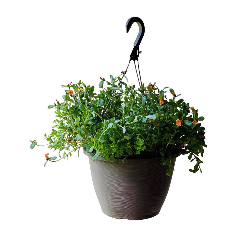 Vigoro 1.8 Gal. Purslane Plant Orange Flowers in 11 In. Hanging Basket DC11HBPURSORA