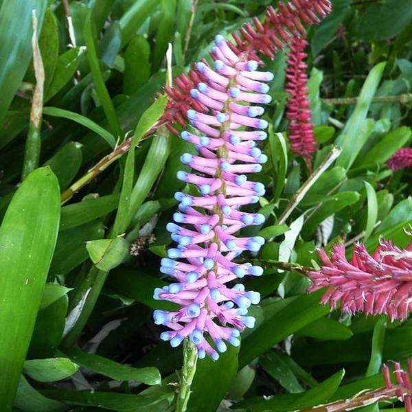 Aechmea Gamosepala, Matchstick - Plant