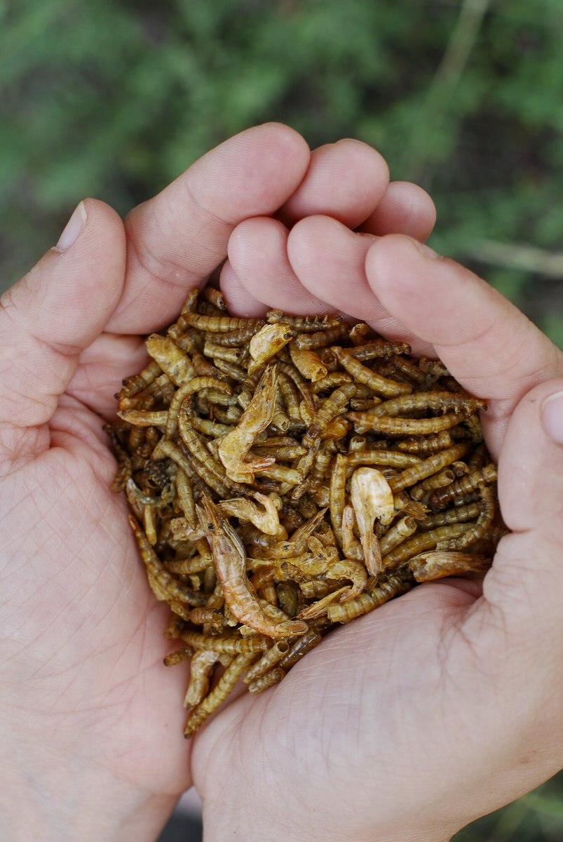 Little Farmer Products Surf and Turf Chicken Treats