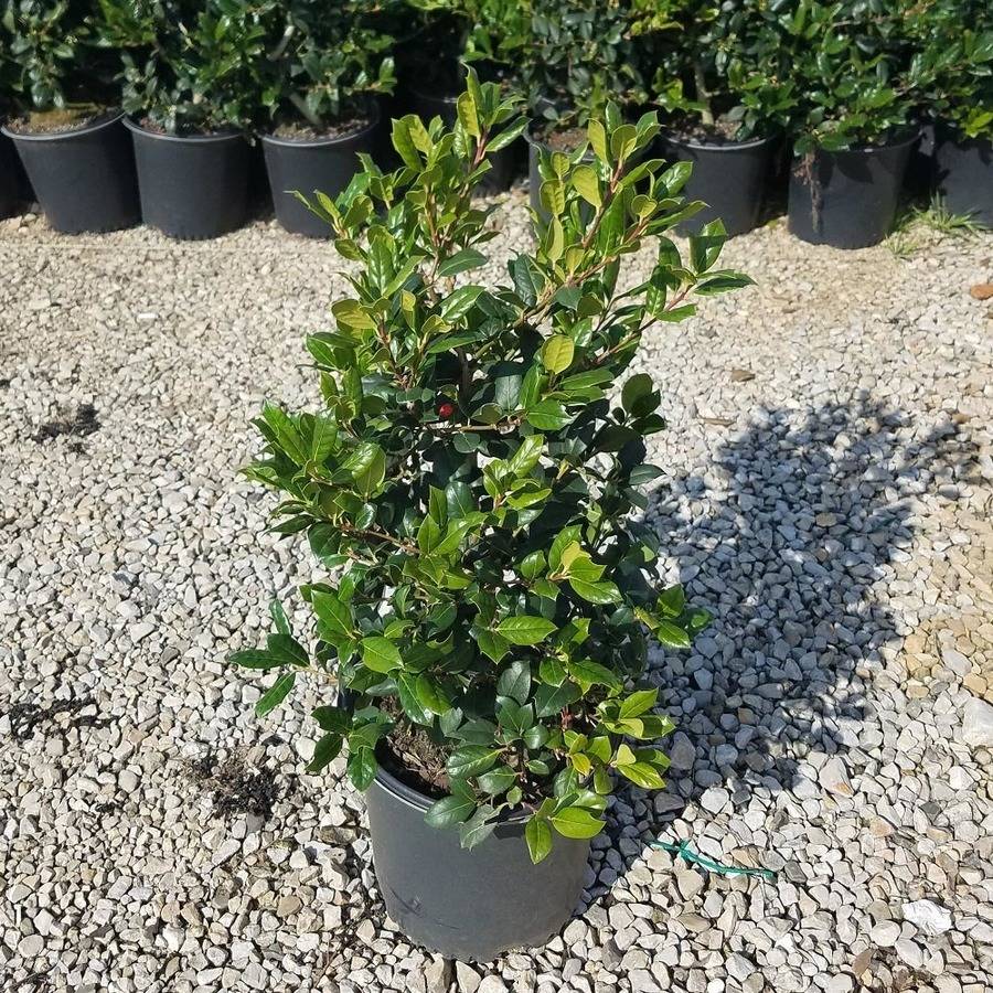 Nellie R Stevens Holly (2.5 Gallon) Dense Pyramidal Large Evergreen Shrub - Full Sun Live Outdoor Plant