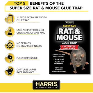 Harris Rat and Mouse Glue Trap Super-Size (20-Pack) 20BLKRAT-2