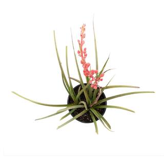 SMART PLANET 1 Gal. Hesperaloe Parviflora Red Yucca Color Plant 0880068