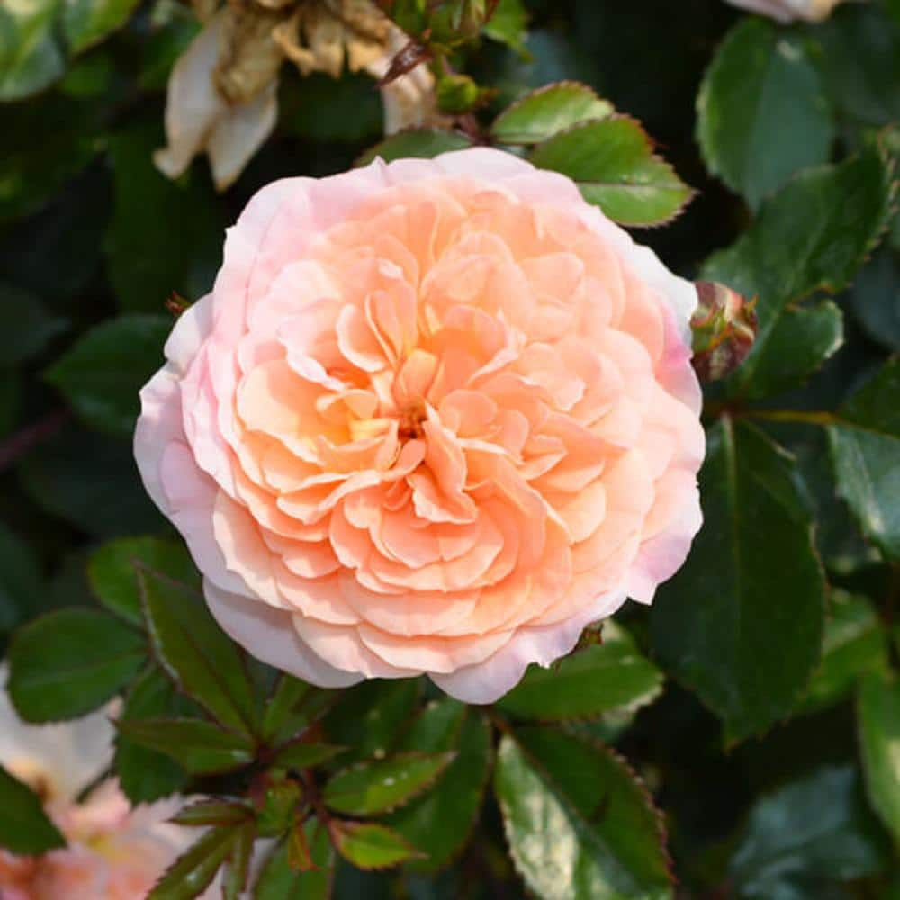 Drift 1 Gal. Apricot Drift Live Rose Bush with Orange Flowers ROSA1APR1PK