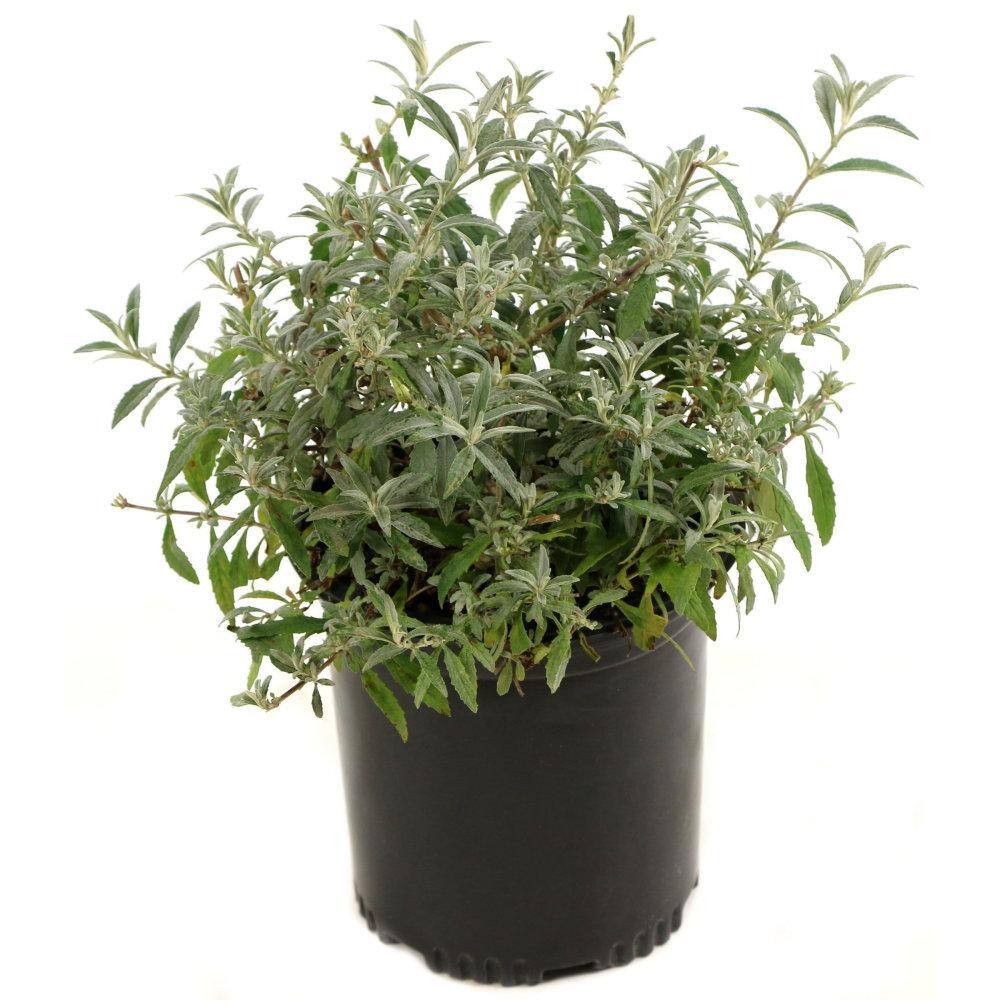 national PLANT NETWORK 2.5 qt. Buddleia Honeycomb Flowering Shrub with Yellow Flowers HD1094