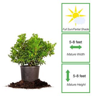 Evergreen Dwarf Burford Holly Shrub in 1 Gal. Grower's Pot THD00036