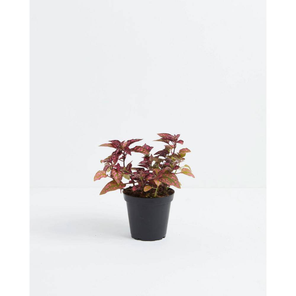 LIVELY ROOT 4 in. Pink Polka Dot Plant (Hypoestes Phyllostachya) Plant in Grower Pot LFPNKDT