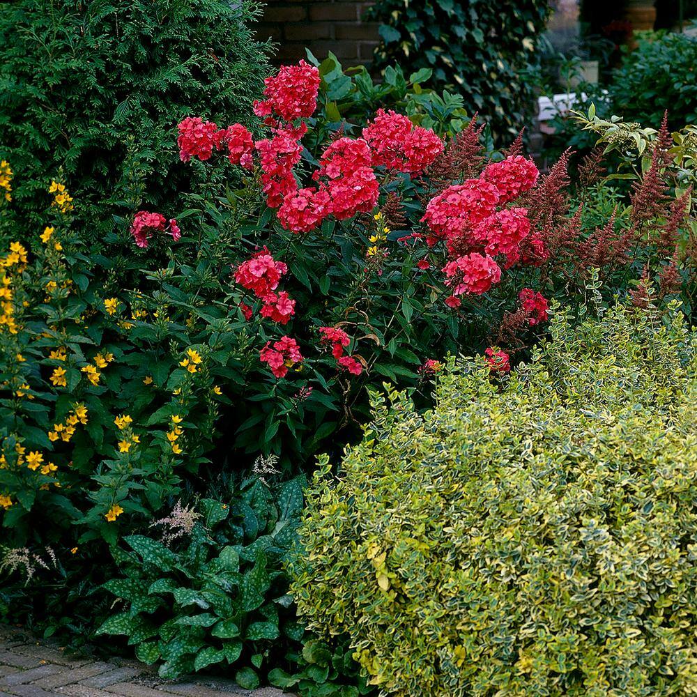 VAN ZYVERDEN Tall Phlox Paniculata Orange Perfection (Set of 5 Roots) 83859