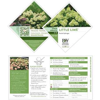 PROVEN WINNERS 2 Gal. Little Lime Hydrangea Plant with Green to Pink Flowers 14728