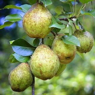 Kieffer Pear Fruit Tree PEAKEI05G