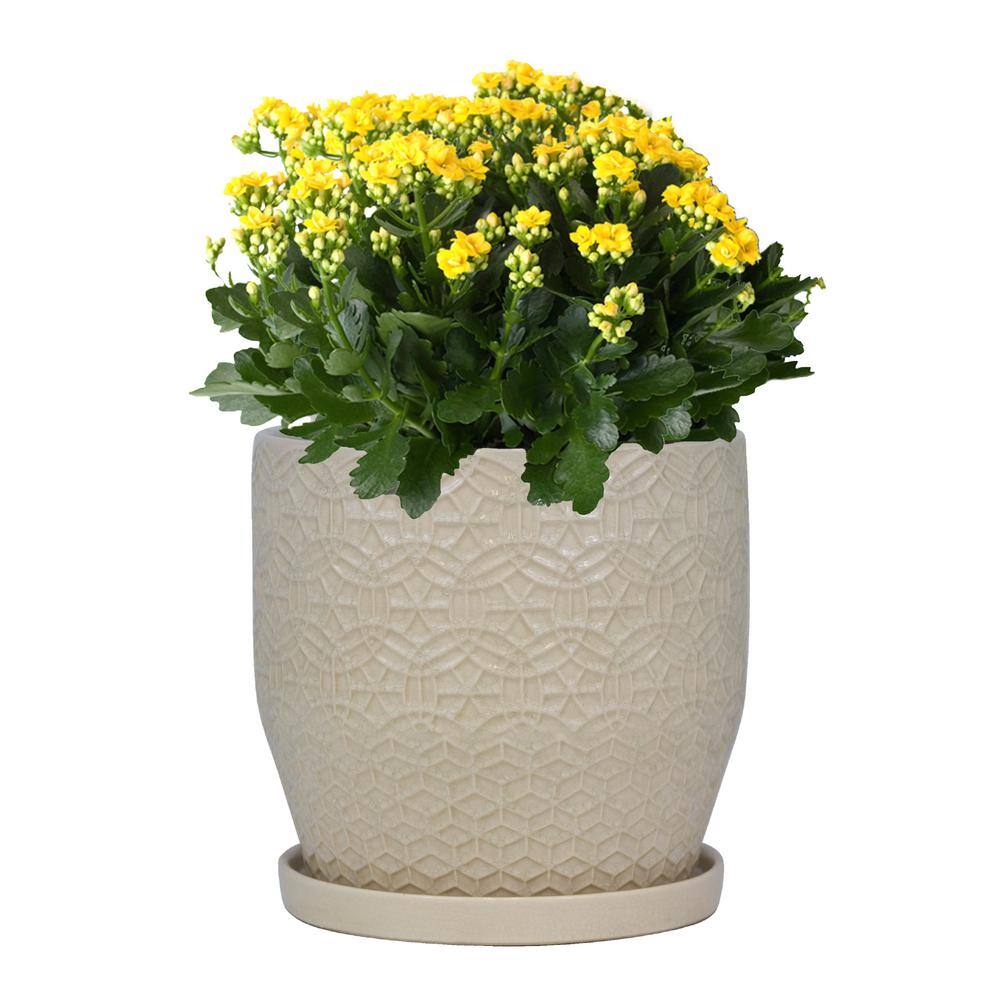 Trendspot 10 in. Dia Ivory Rivage Ceramic Decorative Pot CR10853-10B