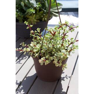 SMART PLANET 6 in. Portulacaria Afra Variegata Hanging Basket 0883261